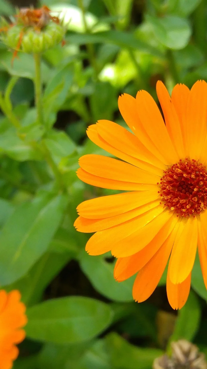 calendula oil for acne natural treatment protocol product