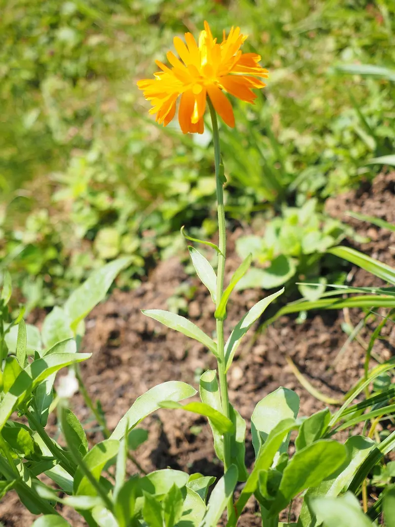 calendula oil healing salve recipe beeswax herb blend