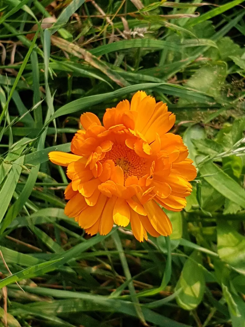 can calendula oil regrow hair the baldness claim examined