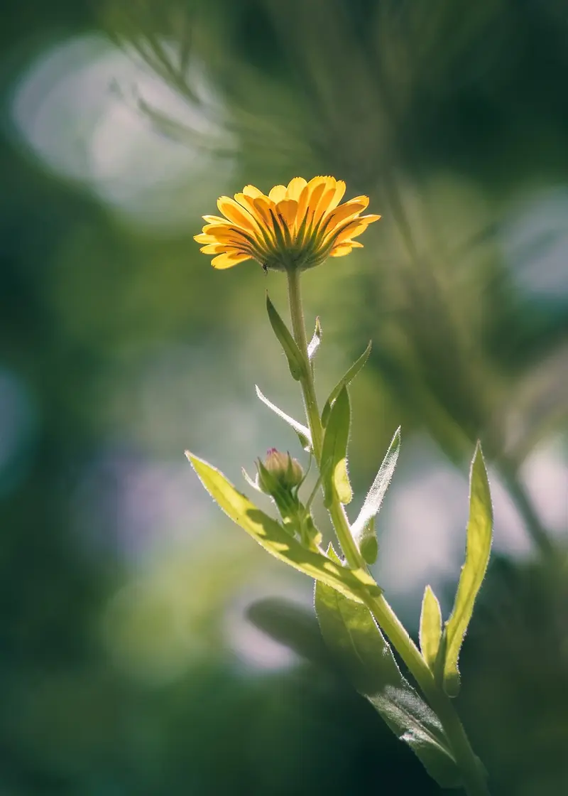 diy calendula oil intimate wash gentle ph balanced