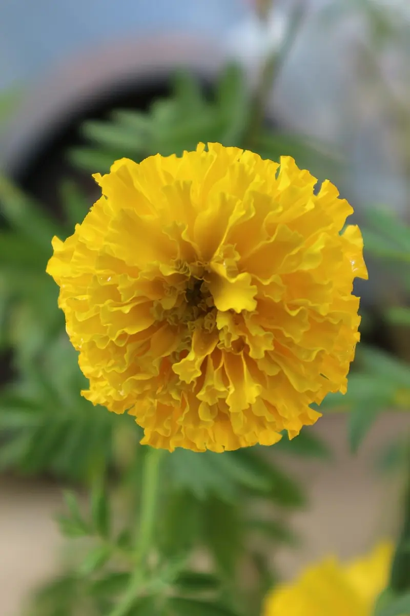 diy calendula oil stretch mark prevention blend